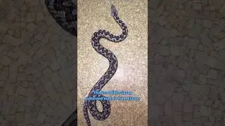European Viper! Long Nosed Viper