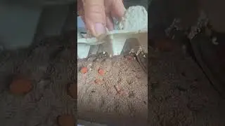 UPGRADE To Barn Meal Worm Farm. HOT  This Summer July in Central Alabama 95f + See how it Goes