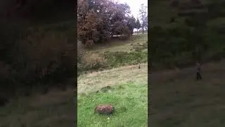 Runaway pigs found