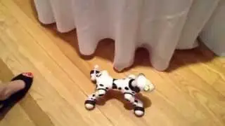 Zoomer Robot Dog by Spin Master demonstration