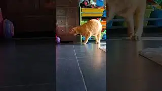 Interactive Electric Cat Toy with Sound - USB Rechargeable #cattoys #cats #cat #catlover