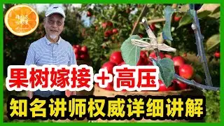 果樹這樣嫁接和高壓，成活率超高 | 嫁接方法演示 | 嫁接時機的選擇 | 嫁接枝條的選擇 |哪些果樹適合嫁接？哪些果樹適合高壓？|高壓方法演示