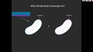 Sylvie Estrela - Rules of microbial community assembly in simple environments