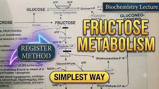 Fructose & Mannose Metabolism