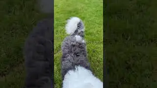 She Talks To Deaf Dogs | Recall with a puppy that voluntarily checks-in
