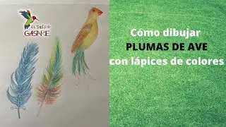 Cómo dibujar plumas de ave con lápices de colores