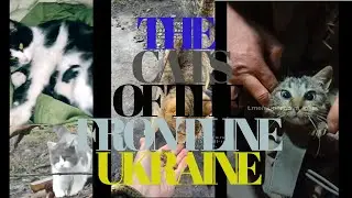 ANIMALS UKRAINE WAR | CATS OF THE FRONTLINE OF THE UKRAINE WAR | 2023