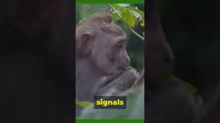 Bald Uakari: The Red-Faced Primate #monkey #animals #shorts #viral #trending #youtubeshorts #trend