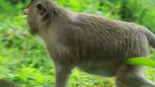 Look At This Mama Bonita Monkey Follow Pongo Young  Full Power/ MA-D.306