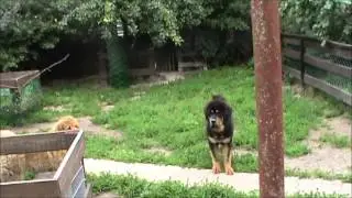 апачи и каманчи  12 июля