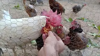 Fig-Eating Chickens 🐔🐓