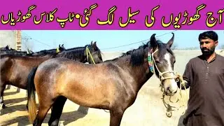 Top Class Female Horses In Punjab || All Colors Horse Available || Pk Horse Mandi