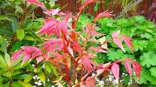 Beautiful tree for a small (tropical) garden