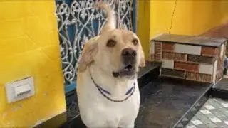 Jini The Labrador 🐶 is live Sirf dog lover join kariye  #shortsviral #shortsfeed #shorts #labrador