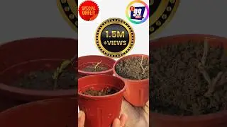 #mugwort  ||&bull; Dream Herb plant ||&bull; #trending #shorts #farming