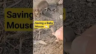 I Saved a Baby Mouse 🐁 #mice #babymouse #fieldmouse #missouri #cute
