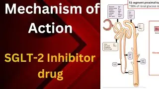 MECHANISM of ACTION OF SGLT 2 inhibitor drug/Anti Diabetic drug