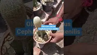 Old man cactus/ Cephalocereus senilis