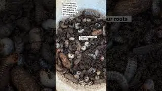 Garden Pest Control 🪲Getting Rid Of Grub Worms! All Four Species #pestcontrol #gardening #garden