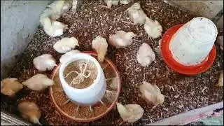 chicken farming  by  my daughter 🇯🇲🙏🏻❤️