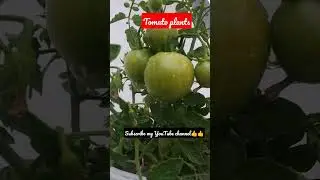 How do you grow tomatoes on a rooftop?