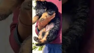German Shepherd puppy available 🐾 Strong, active, trained line.8810623046#germanhoy#viralshort