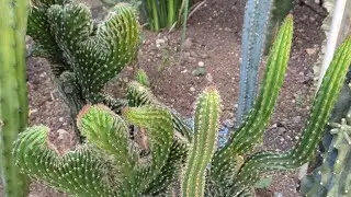 #cacto#cactario#jardimdecactos#cactoparafuro#cactorabodesereia Meu jardim de cactos colunares