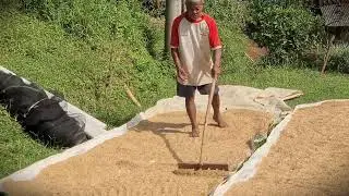 Farm to Table: From Field to Pure Rice &ndash; The Drying Process _FarmersLife _Shorts