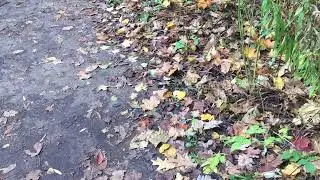Fall Colors 森林之秋/Upper Don River Trail/North York/Ontario/Canada 2022/#nature #fall #travel