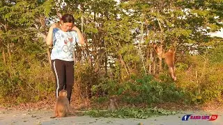 Happy Afternoon JiJi Play Climbing Tree With Kako Family