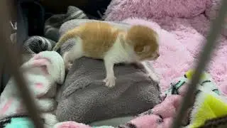 【保護猫】保護６日目の信（しん）の様子です🐱【子猫】