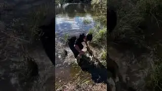 New Primitive Technology FISH TRAP with Fishing SR #short