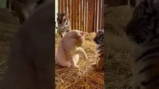 Cat vs Tiger Cub 🐱🐯 Epic Playtime Showdown #cats #tigercub #wildlife