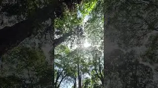 Majestic Trees of Karura Forest: A Relaxing Nature Walk
