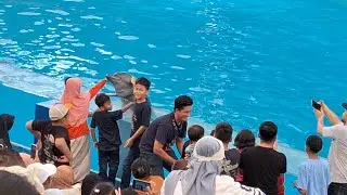 Lumba Lumba Gelanggang Samudera