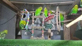 Daily Life with Parrots