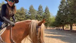 Peruvian Paso -  Canter - Sidepass - Opening Gates -Mona Lisa - Gaited Horse Training