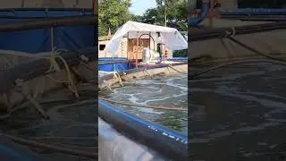 #bioflock #fishfarming #odisha #efarmingodisha