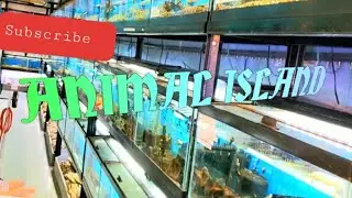 Animal Island Pet Shop Tour !!!! #apexpredatorfins #fishguru #tour