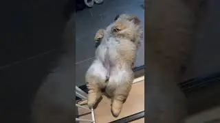 baby tabs#cute #adoptstrays #funnypet #funnyanimal #shortsviral #shorts