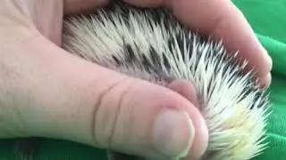 Baby hedgehog sleeping