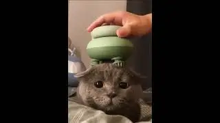 The Head Massager #shorts #cat #cats