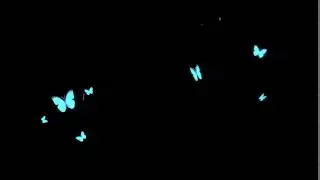 Butterfly overlay 2d animation FREE