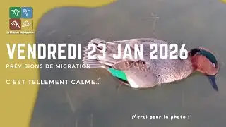 Pr&eacute;visions de Migration du 23 janvier 2026 - c&rsquo;est trop calme !