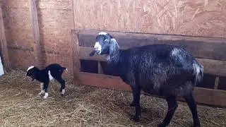 Первокотка окотилась🐐
