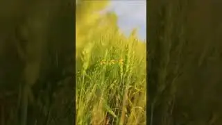 #8daudio #newpunjabisong2021 #8dsong #maxbass #farming #youtubeshorts #love #virelshirts
