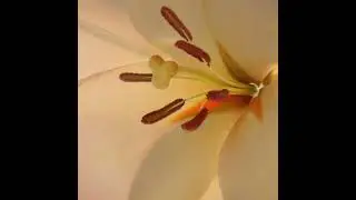 Jean Paul Gaultier Divine Eau de Parfum Fragrance Notes Video