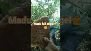 madu full segel🍯🍯 #madulebahliar.#alamliar #honeybees.