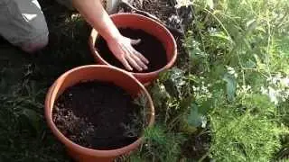 Container Beet Planting -The Wisconsin Vegetable Gardener Straight to the Point