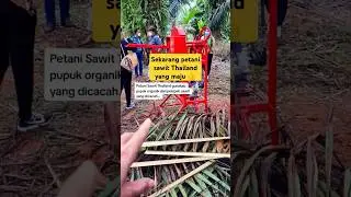 #petanisawit  Thailand gunakan pupuk organik dari pelepah #kelapasawit #thailand
